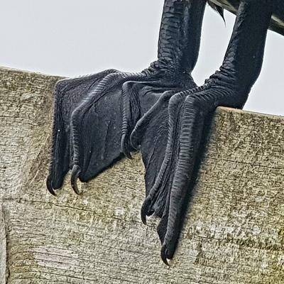 mtechman@mastodon.ie